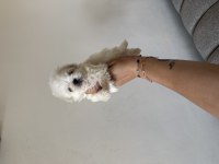 Orjinal Teacup 0 burun Kore Maltese erkek yavrularım
