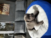 Cane Corso Köpeği