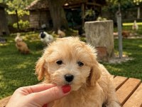SÜTLÜ KAHVELİ DİŞİ MALTİPOO