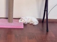 British shorthair beyaz İyi bir aileye vermek istiyoruz