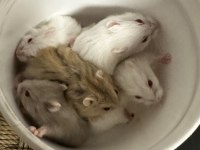 Gonzalez hamster