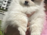 Kremalı Pomeranian Spitz Dişi