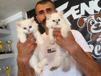 shoooowwww kalite brıtısh longhaır yavrulr ankara mağaza