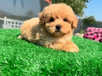 F2 Maltipoo Yavruları