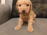 Gerçek maltipoo yavrularım