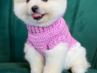 ORİJİNAL POMERANİAN BOO YAVRULARI