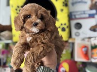 Petmode  köpek çiftliğinde ziyarete açık kore maltipoo