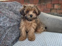 Erkek maltipoo yavrumuz