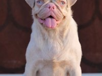 Egzotik Dişi Erkek Pug