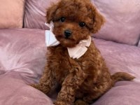 Kore Toy Poodle