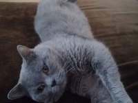 3 yaşındaki british shorthair oğluma yuva arıyorum
