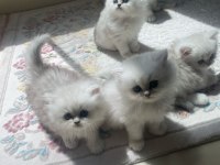 British longhair silver dişi kedimiz