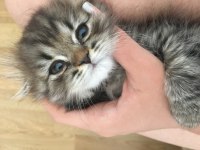 Scottish Fold Yavru