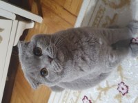 Yavru british shorthair kedimiz