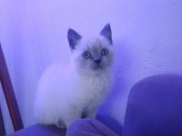 Evcil british longhair kedisi