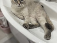 Blue point dişi kedimiz kısır