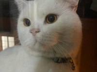 British shorthair 1 yaşında