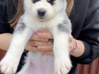 Orijinal sibirya kurdu husky bebekler