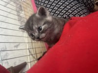 Birbirinden tatlış british shorthair yavrular yuva arıyor