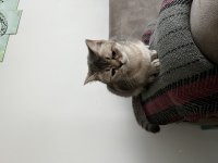 British shorthair kedisi