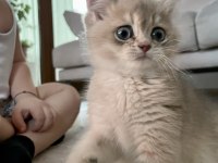 Çocuk dostu british shorthair boddik
