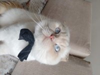 Scottish fold erkek çipli