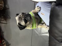 4 yaşında aşıları tam pug