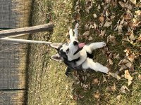 6 AYLIK SAFKAN ERKEK HUSKY CİNS KÖPEĞİMİZ