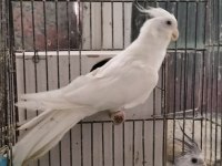 2 yaşında erkek sultan papağanı