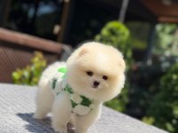 Pomeranian boo sağlık ve ırk garantili