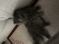 Ceku scottish fold