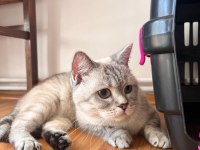 2 Yaşında Dişi British Shorthair Ev Kedisi