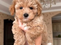 ÜST DÜZEY MALTİPOO BEBEKLERİM