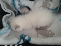 2 british shorthair dişi