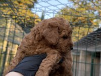 Red Brown Toy Poodle