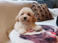 Akıllı Ve Tüy Dökmeyen Karakteriyle Maltipoo Yavrusu