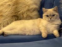 3 yaşında british shorthair
