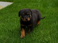 Yavru Rottweiler Köpeğim