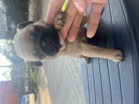 SAFKAN PUG YAVRULARIMIZ ACİL