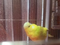 1 çift yavru alınmış eş muhabbet kuşu