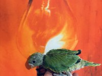 Bebek pakistan papağanı el besleme