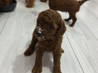 Toy poodle Köpeği