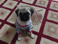 5 aylık pug yavrusu