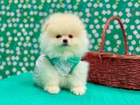 Safkan Pomeranian Boo Bebekleri