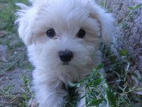 Orijinal Maltese Terrier Yavrularımız