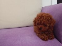 Mini boy poodle yavrularımız ırk garantili teslim