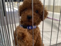 Orjinal sağlık garantili ev üretimi toy poodle