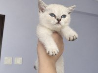 Minik scottish fold bebekler ilanda