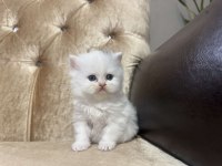 British Shorthair Kedimiz