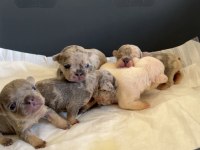 REZERVASYON HAZIR FRENCH BULLDOG YAVRULAR